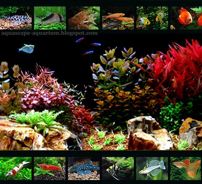 Freshwater Aquarium Fish for Aquascape