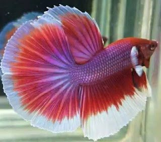 ikan cupang half moon ikan cupang half moon