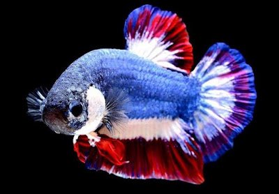 Ikan Cupang Kachen Worachai Ikan Cupang Kachen Worachai