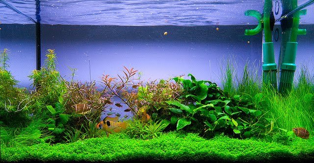 Macro and Micro Nutrients for Aquascape Aquarium Plants