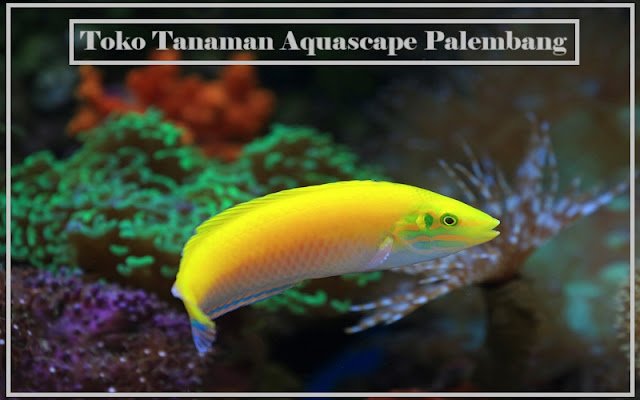 Toko Tanaman Aquascape