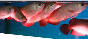 Cara Budidaya Ikan Arwana Yang Mudah Bagi Pemula Tips usaha membudidayakan ikan hias arwana di rumah lewat aquarium