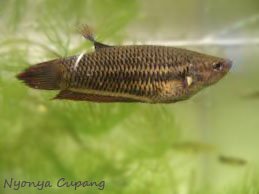 ikan cupang betina cupang betina hamil
