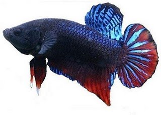 ikan cupang aduan ikan cupang aduan