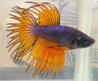 Ikan Cupang Crown Tail Ikan Cupang Crown Tail