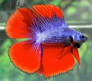 ikan cupang dobel tail- 10 daftar ikan cupang ikan cupang dobel tail- 10 daftar ikan cupang
