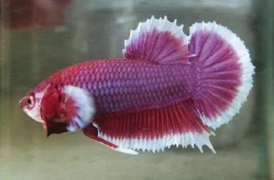 Ikan cupang giant Ikan cupang giant