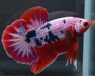daftar ikan cupang termahal- ikan cupang plakat daftar ikan cupang termahal- ikan cupang plakat