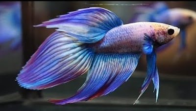 Ikan Cupang Slayer Ikan Cupang Slayer