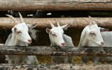 Cara Memulai Bisnis Peternakan Kambing atau Domba untuk Pemula