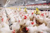 Cara Memulai Bisnis Peternakan Ayam Pedaging Profit Maksimal