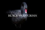 Mengenal Fenomena “Black Swan” di Dunia Finansial