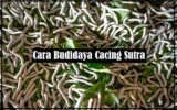 Cara Budidaya Cacing Sutra Serta Apa Saja Keuntungannya?