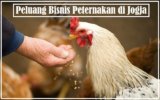 Peluang Bisnis Peternakan di Jogja & Contoh Ide Usaha