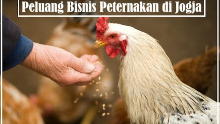 Peluang Bisnis Peternakan di Jogja & Contoh Ide Usaha