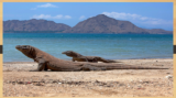 Segala Hal yang Bisa Dilakukan di Taman Nasional Komodo, Ketahui Sebelum Berkunjung