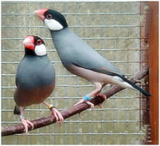 33 Ide Usaha Jitu Bidang Peternakan Modal Kecil | Bisnis UKM Menguntungkan