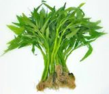 Peluang Bisnis Budidaya Kangkung | Prospek, Jenis dan Target Pasar